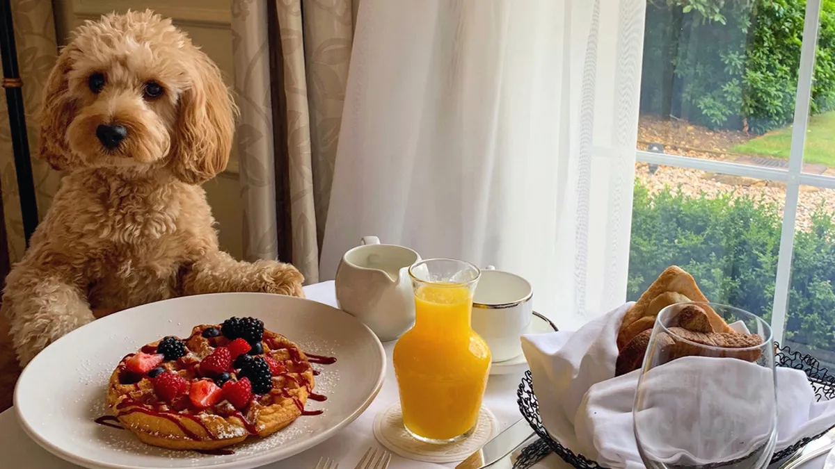 A cheerful interior scene featuring a fluffy dog enjoying breakfast alongside a plate of pancakes and a glass of orange juice, bathed in warm morning sunlight. The joyful atmosphere underscores the pet-friendly nature of the space.
